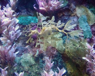 Leafy Sea Dragon