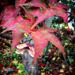 Red Leaves