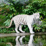 Tigre Blanc 2