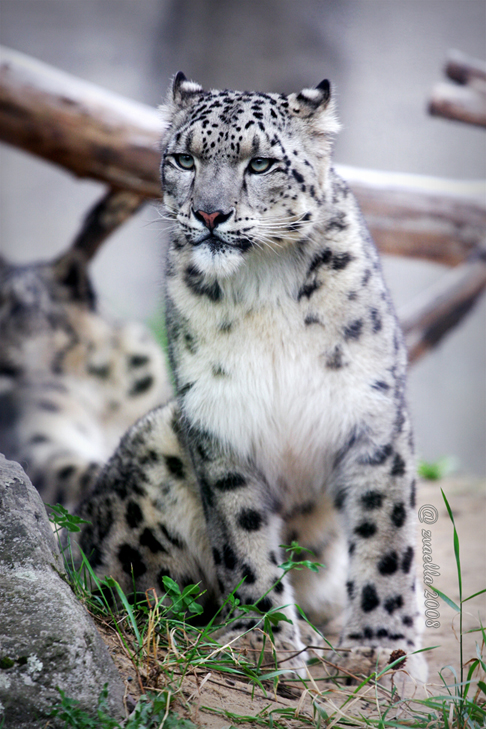 Snow Leopard