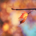 fall.in.colors.II by zvaella