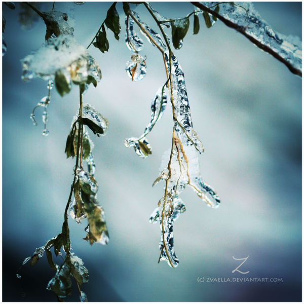 :frozen leaves: