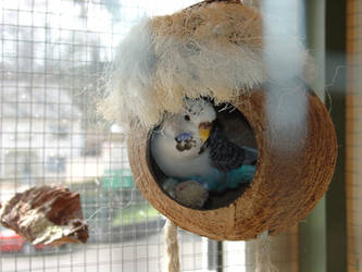 Budgie in coconut