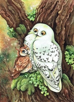 Owl friendship