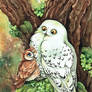 Owl friendship