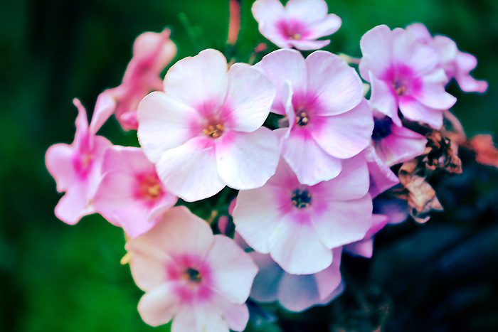 Phlox