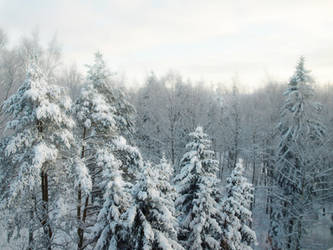 Winter Landscape