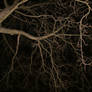 night tree stock I