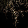 night tree stock II