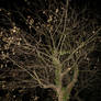 night tree stock VI