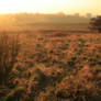 field stock III