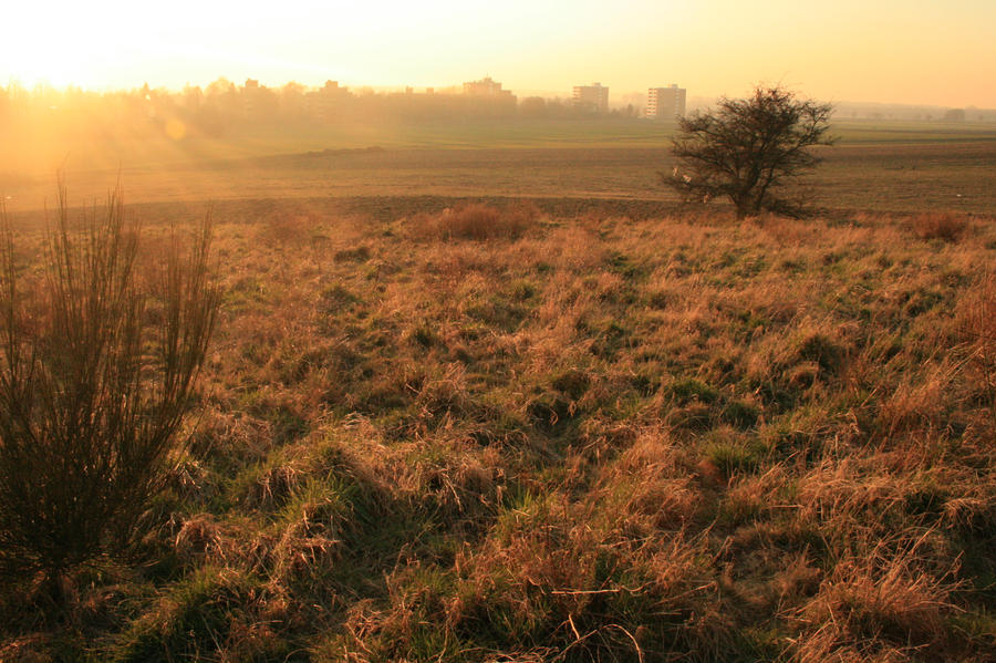 field stock III by LeandrasStock