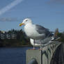 Gulls