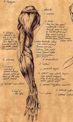 Anatomical Study - Arm by crackheadbarbie