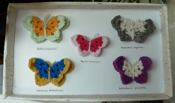 Butterfly collection