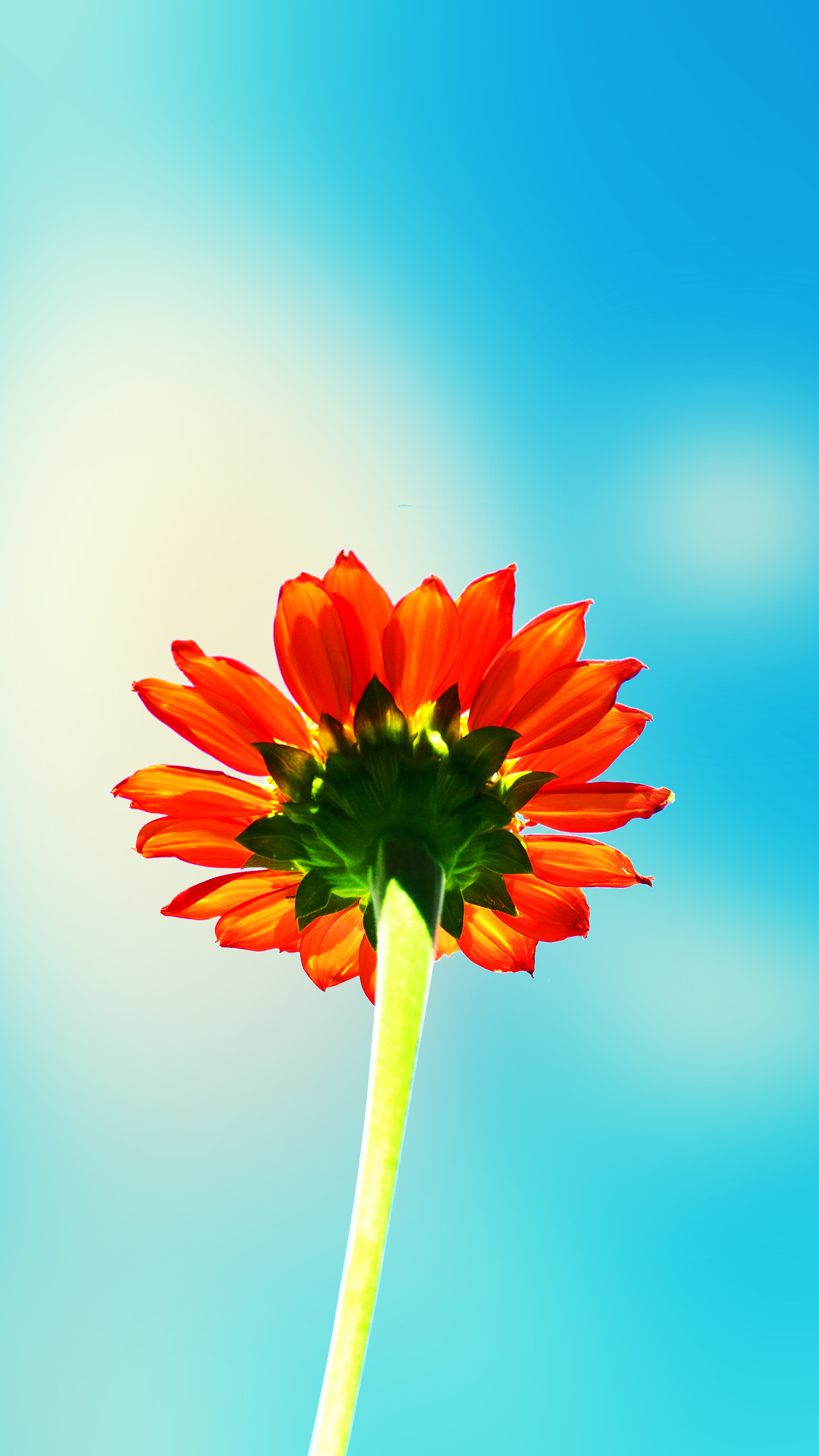 Chrysanthemum Wallpapers Galaxy S7 Edge by mrjon2016 on DeviantArt Chrysanthemum Wallpapers Galaxy S7 Edge by mrjon2016 on DeviantArt