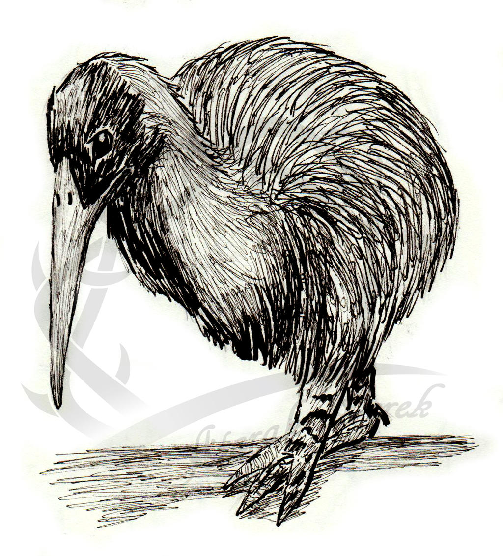 Kiwi Bird