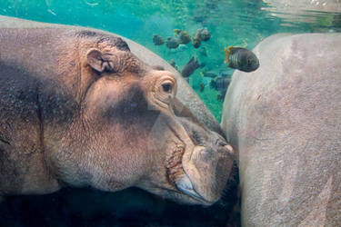 Happy Hippo