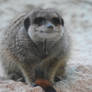 Meerkat, Dublin Zoo