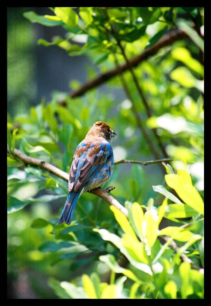 BLUE by pathos1 on DeviantArt