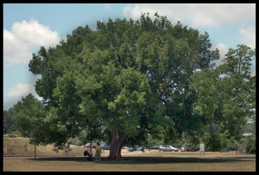 Tree HDR 1st Attempt