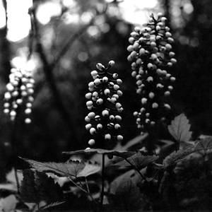 Shadows In A Twilight Garden