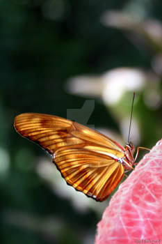 Dryas julia