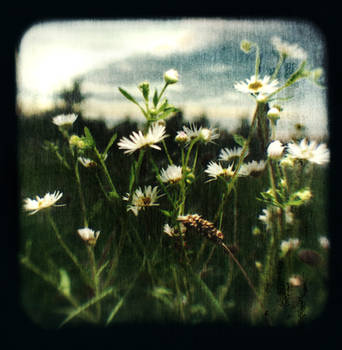 TTV1