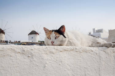 Greek Island -- Giant Cat and his toy windmills