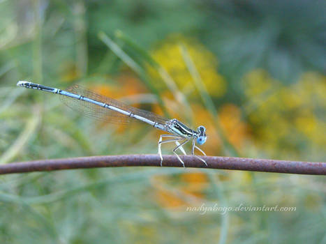 Damselfly VI