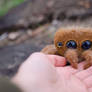 Cute Jumping spider in the hand Needle felted toy