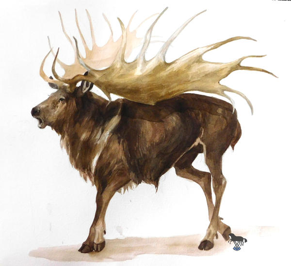 Megaloceros