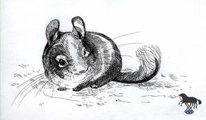 Some chinchilla sketch