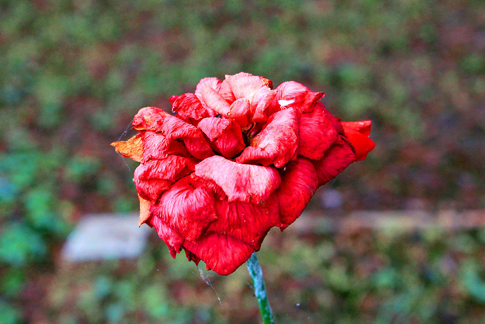 Rtd Roses Red Dead Rose by candycotmer on DeviantArt
