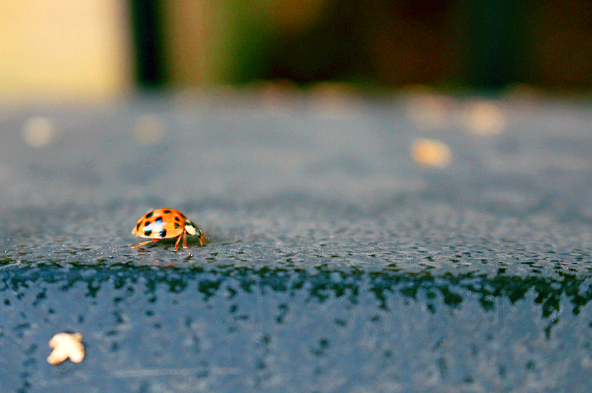 Orange Ladybug