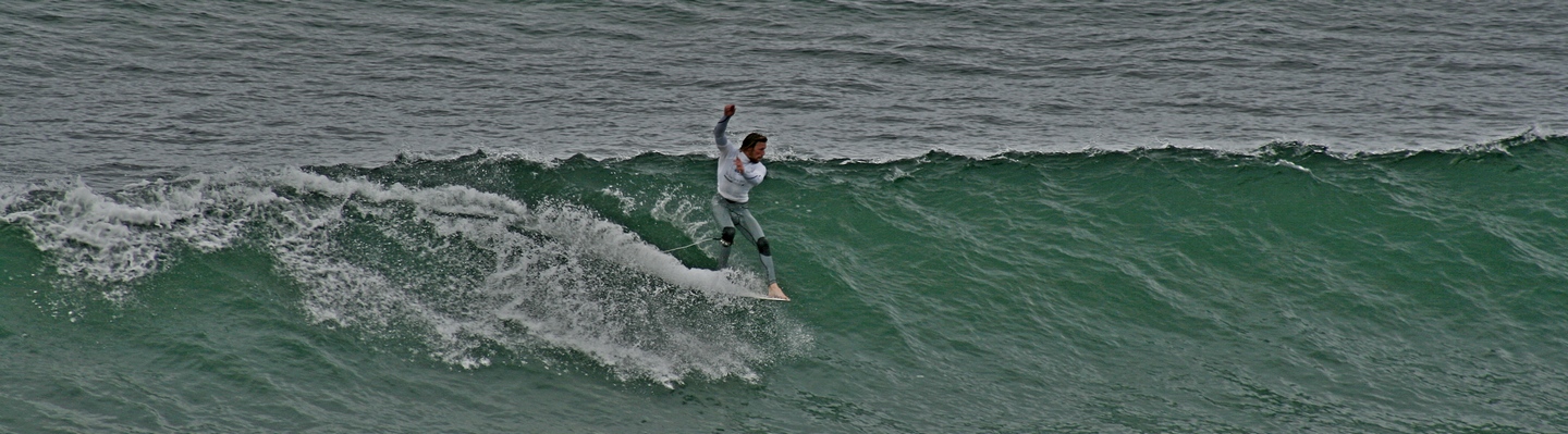 Surfing Bird