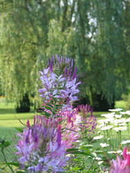 Purple Cleome