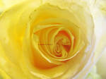 Softness by RoniaXx