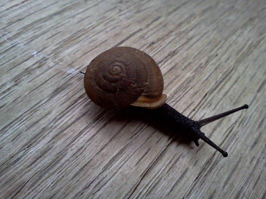 Snail2