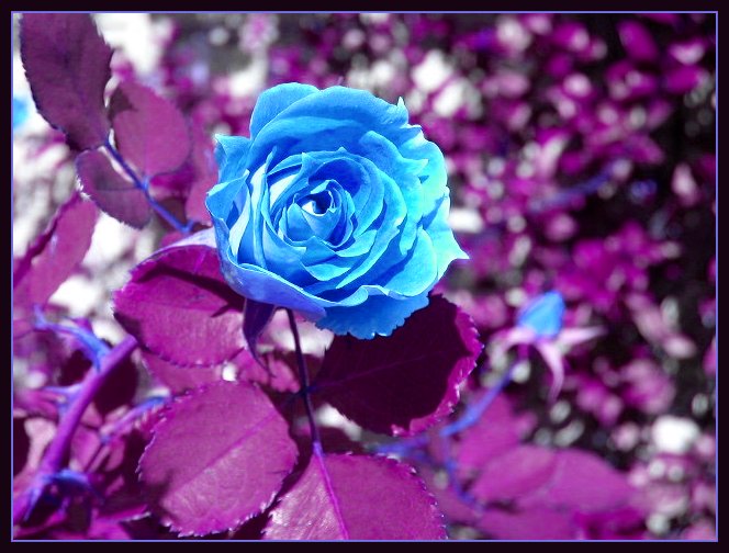 Sapphire Rose