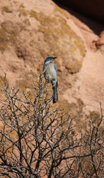 Western Scrub Jay