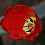 Red Tulip