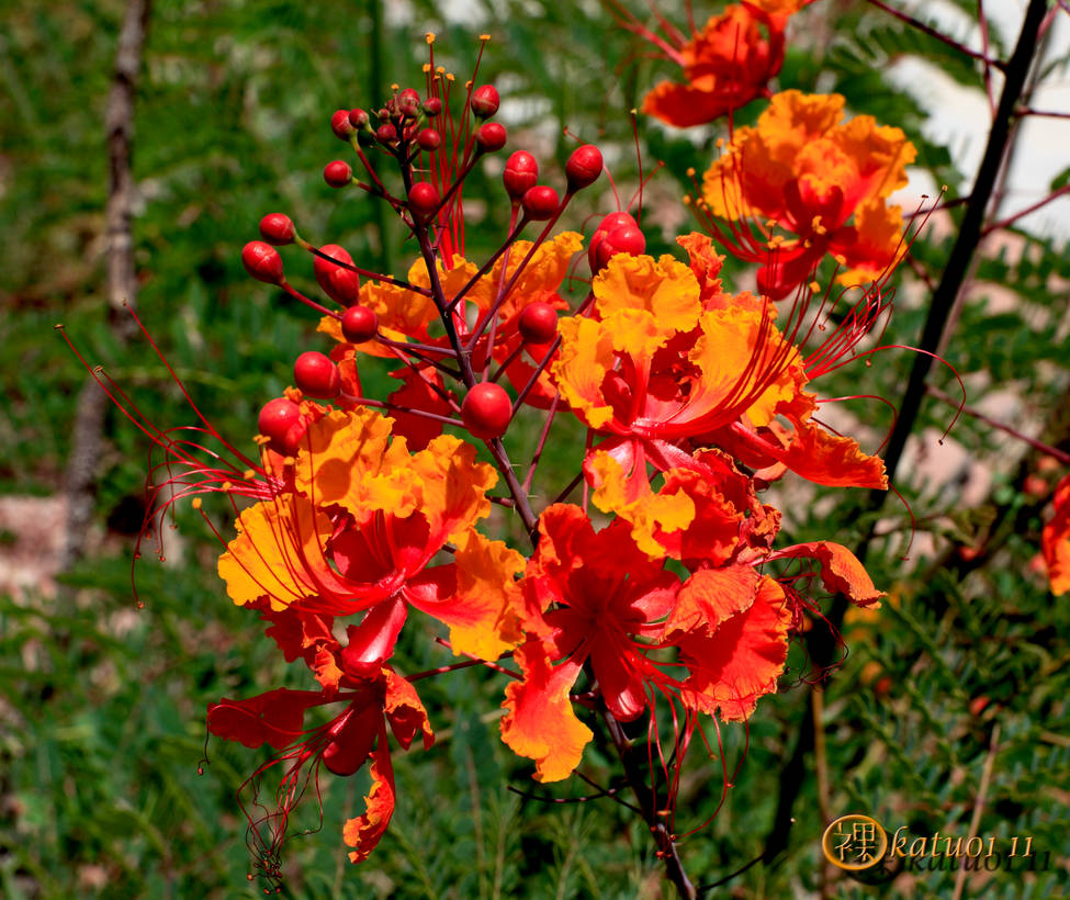 Desert Bird of Paradise by katu01 on DeviantArt