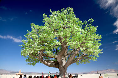 Tree of Tenere