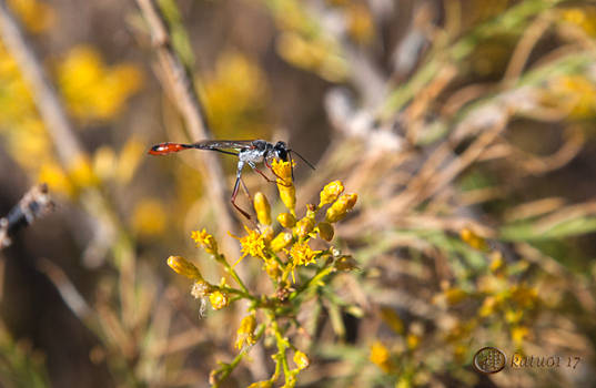 Thread Waisted Wasp