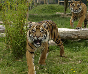 A suprised looking bengal tiger