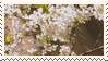 cherry_blossom_stamp_by_v_mordecai_dcy4f