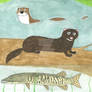 'Animal of the Week' - American Mink