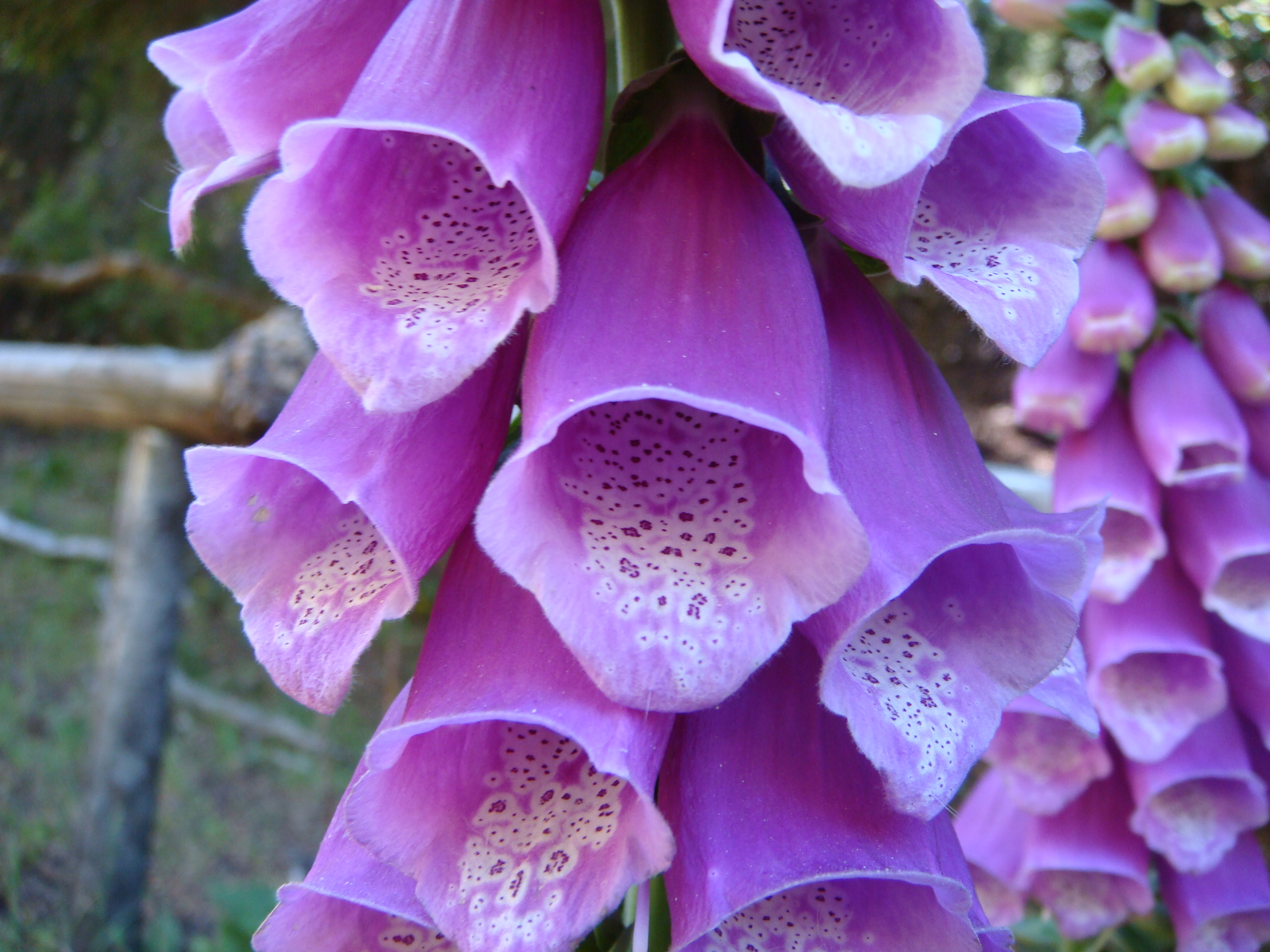 Purple bell flower things