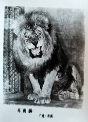 lion